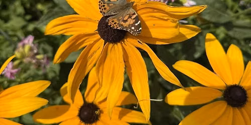 Remembering by the River: A Memorial Butterfly Release