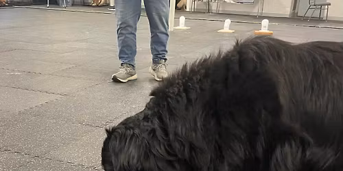 AKC Scent Work Trial