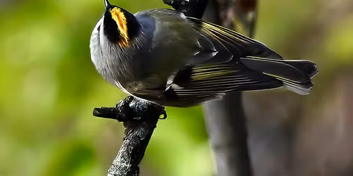 November Bird Walk at Stones River Battlefield