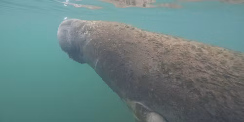 Crystal River Manatee Retreat 2026