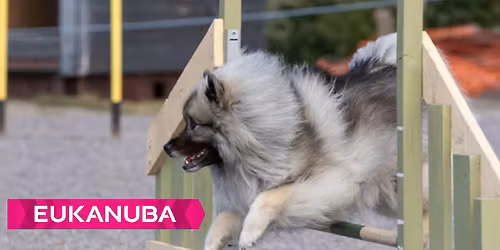 Keeshondien agilityn rotumestaruus 2025