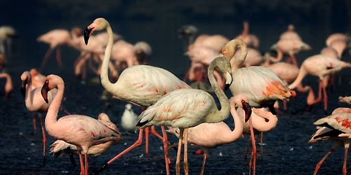 Flamingo Explorer's Walk