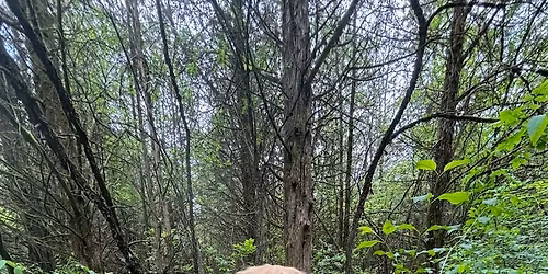 Tick Prevention Workshop: Natural Strategies for Your Dog