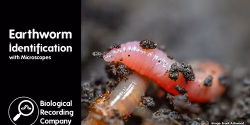 Earthworm Identification