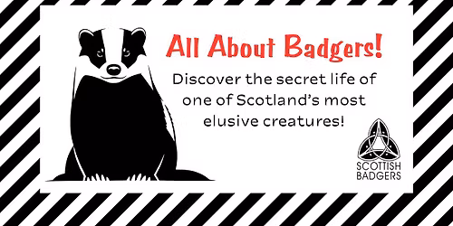 \ud83e\udda1 All about badgers!