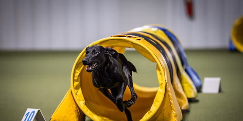 Karen Holik Agility Workshops and Seminar