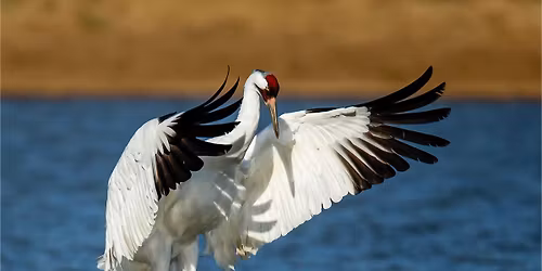 Speaker Series: Update on Whooping Crane Reintroduction