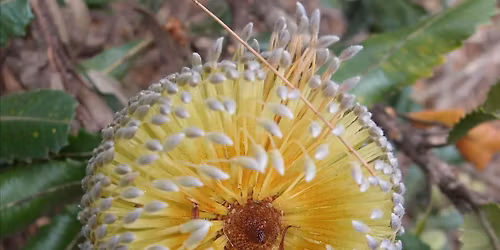 World Environment Day: Growing Banksias