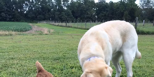 TKC Barn Hunt Practice