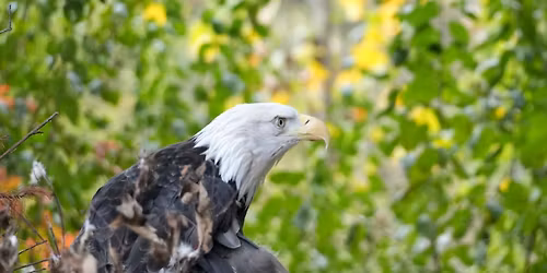 Veterans Day at the Detroit Zoo