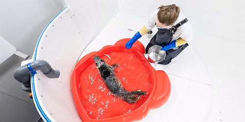 Ready! Rescue, Rehabilitate & Release! Girl Scouts of the Nation\u2019s Capital