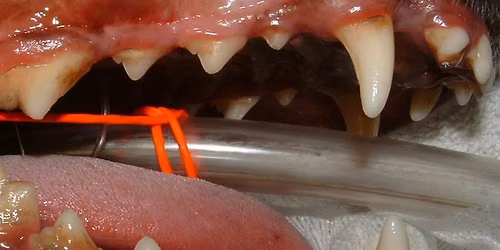 Small Animal Dentistry & Oral Surgery: Extractions, Complication Management, and Radiology On-Demand