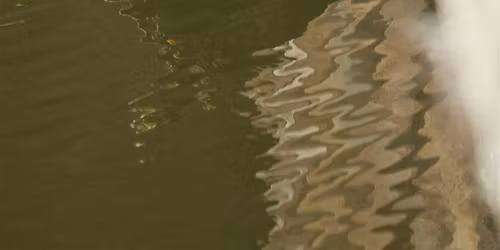 Planting and Managing a Pond
