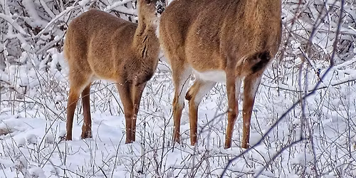 CraneOutdoors: Winter Wildlife Walk