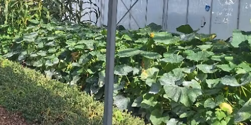 Crop Planning for Summer Crops \/ Successive sowing