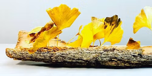 Ikebana: Corso Introduttivo