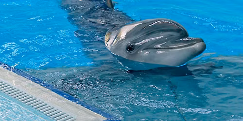 Sekmadienis Klaip\u0117doje su delfinais ir nemokamas J\u016br\u0173 muziejus!