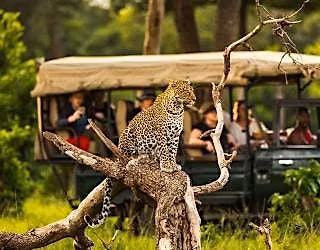 West Lane Travel Series: Safaris & Exotic Destinations with Kensington