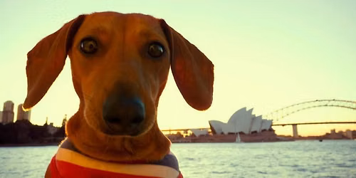 Dachshund Lovers WA 11am
