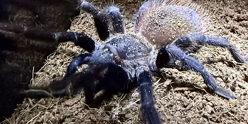 Inside the World of Spiders