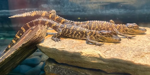 Daggerwing Visits The Library: Alligators 