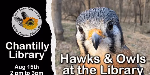 Meet Hawks and Owls at the Library!