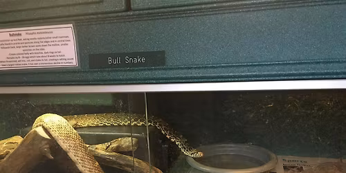 Snakes, Snakes, Snakes!