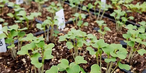 Seed Starting and Gardening Basics