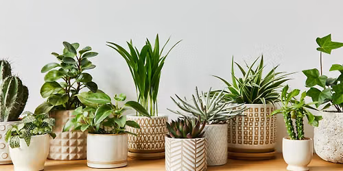 Garden Workshop: Houseplants