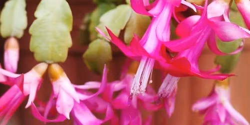 Holiday Cacti Class