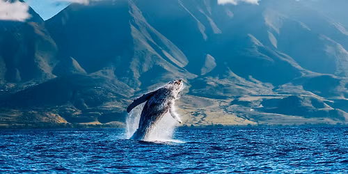 Maui Nonprofit Chocolate Factory Experience x Pacific Whale Foundation