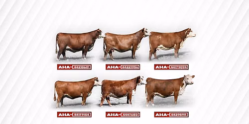Dry Creek Farms 5th Annual Production Sale