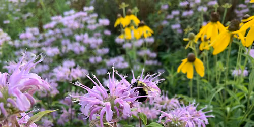 Mini Nature Retreat at Ritter Park Ed Mako Center, Lakeville
