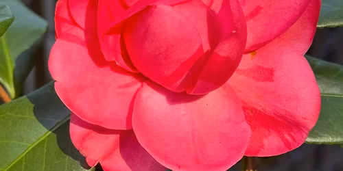 NWLA Master Gardener Spring Plant Sale