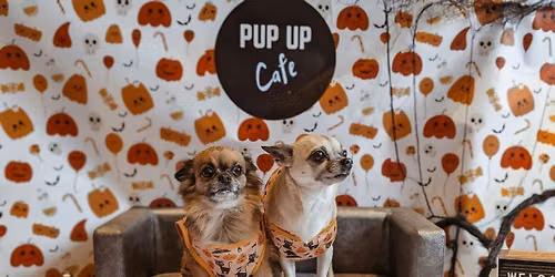 Halloween Small Dog Social - Pup Up Cafe - Northampton \ud83c\udf83