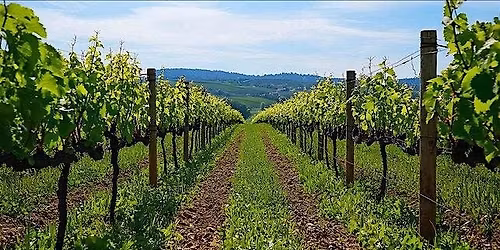 Vinedressers of the Yadkin Valley: Cover Cropping for a Resilient Harvest