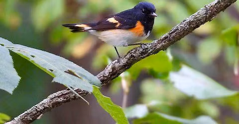 Bird Walk:Illinois Beach State Park-North Unit + Post-Walk Social Gathering