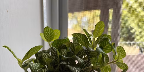 Kokedama DYI Drop In