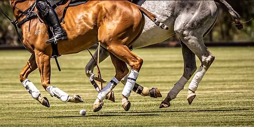 Polo in the Park