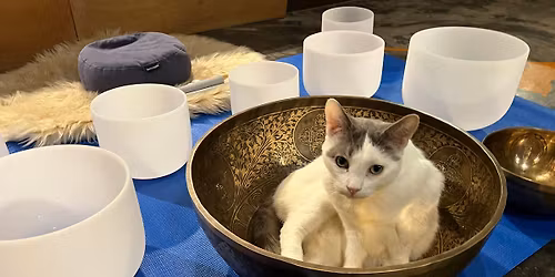Sound Bath with Cats