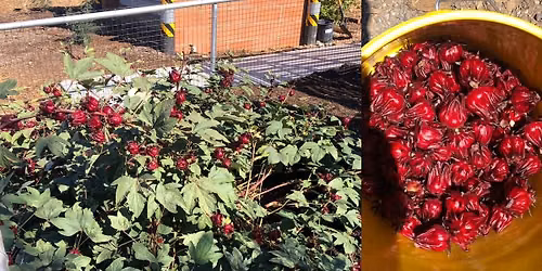 Roselle Hibiscus Harvest & Seed Saving
