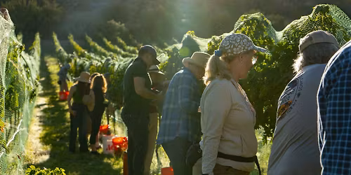 DA Vines Vineyard Harvest Party