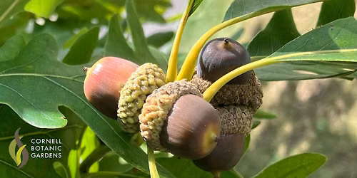 Acorn Processing Workshop