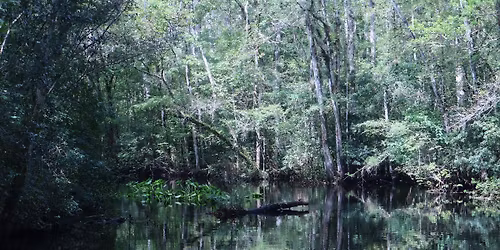 Palmetto Leaves Regional Park Kayak Tour 