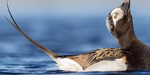 Birding at Lakefront Promenade Park