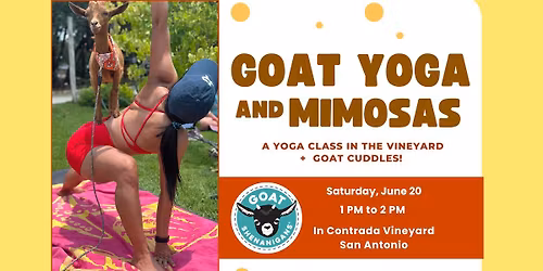 Goat Yoga and Mimosas at In Contrada Vineyard
