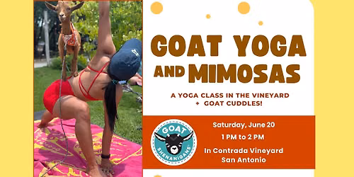 Goat Yoga and Mimosas at In Contrada Vineyard