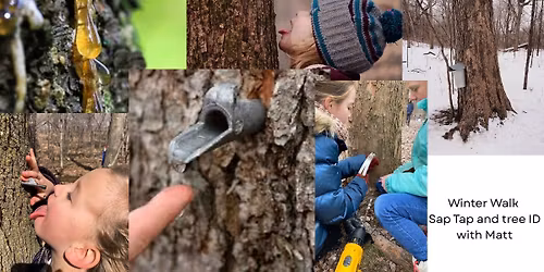 Winter Walk and Tree Sap Exploration (Reg. 5 MoCo)