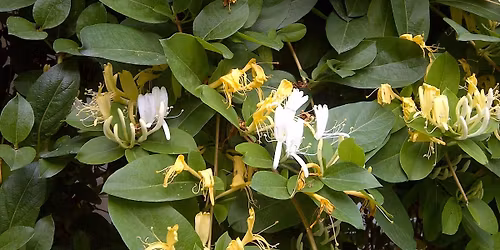 Garfield Park W**d Wrangle