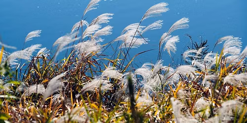 The Windy or Coastal Garden Survival Guide - Gardening Talk